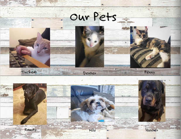 Our dogs and cats